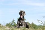 DOGUE ALLEMAND 019